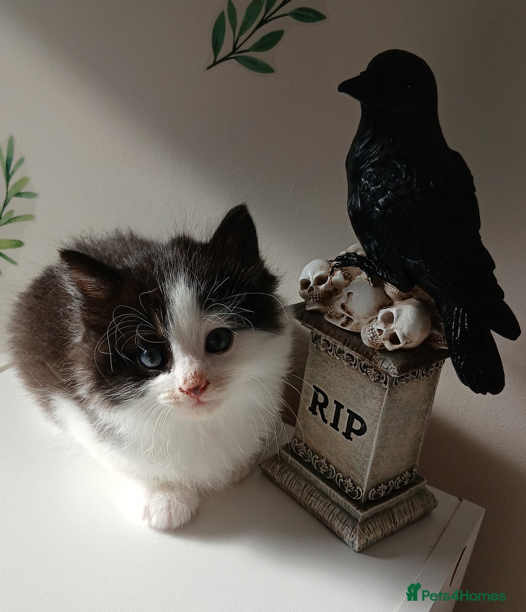 British Longhair cats for sale: 5 kitten - Image 4