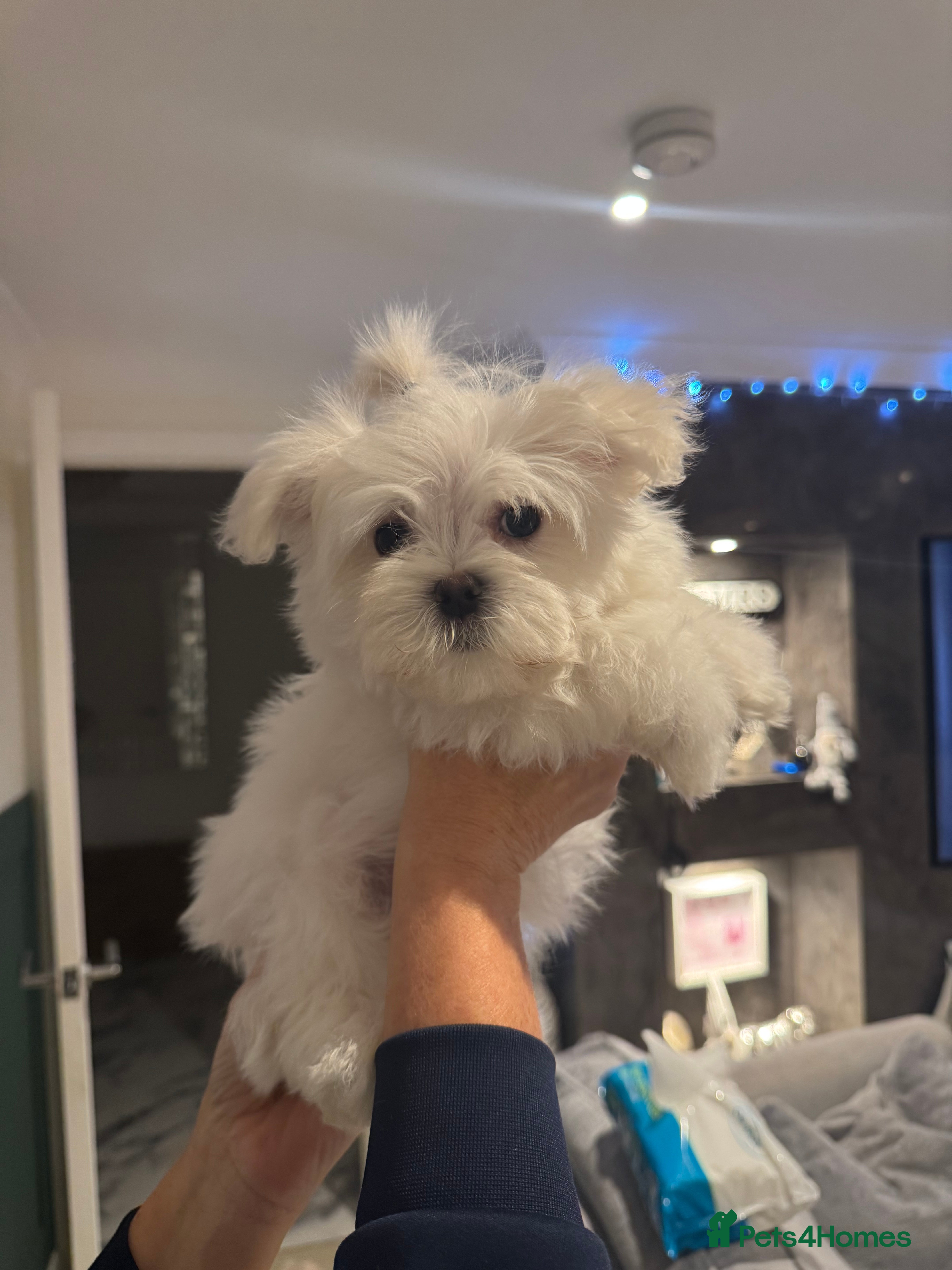 Maltese dogs Exquisite Korean Maltese *READY NOW* - Advert 14