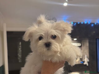Maltese dogs Exquisite Korean Maltese *READY NOW* - Advert 14
