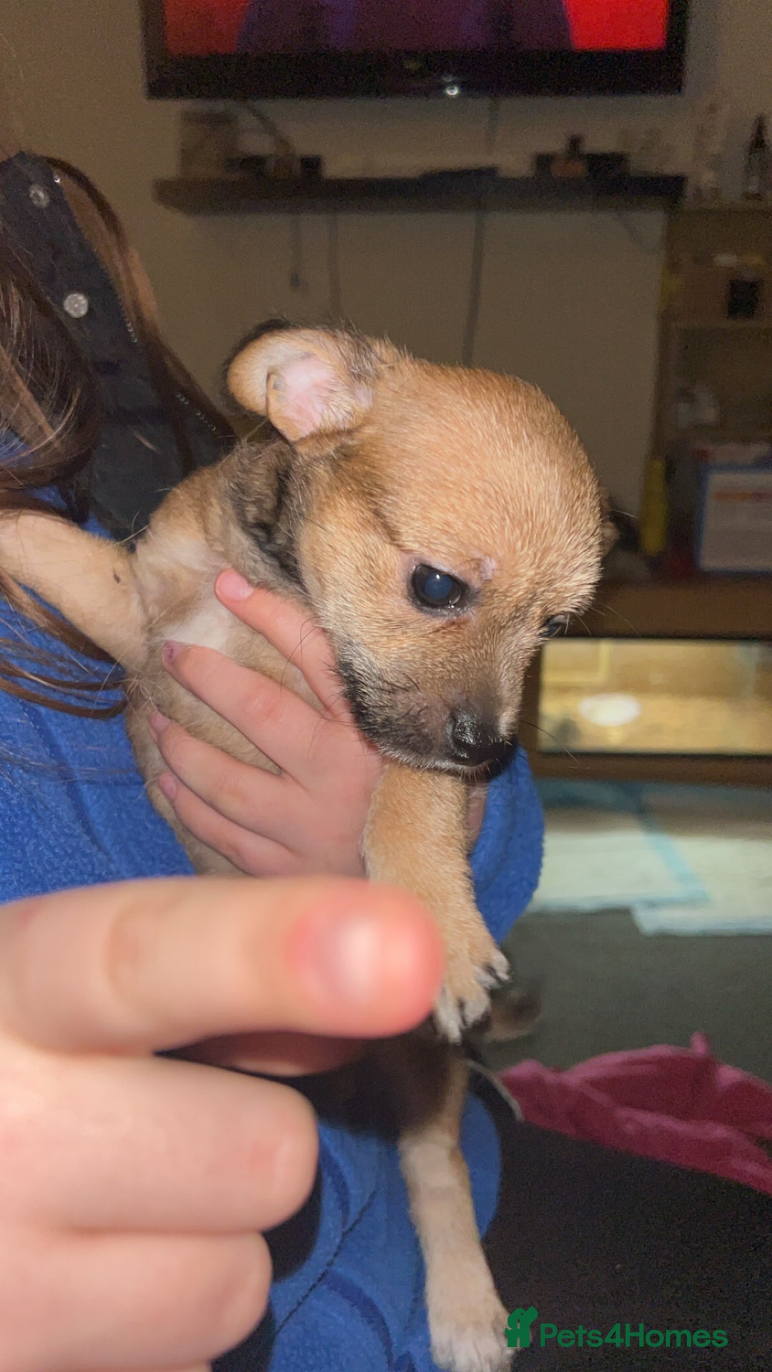 Mixed Breed dogs for sale: Chipins - Advert 3