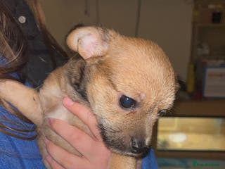 Mixed Breed dogs Chipin (last boy) - Advert 10