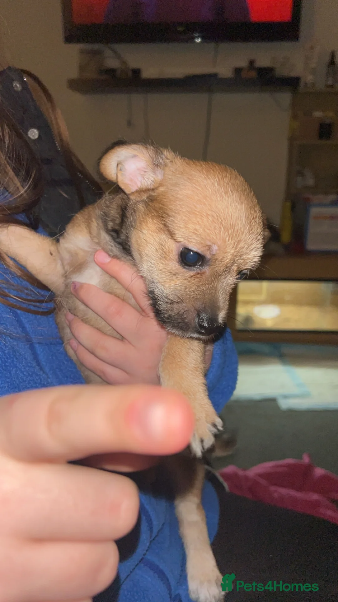 Mixed Breed dogs for sale: Chipin (last boy) - Advert 1