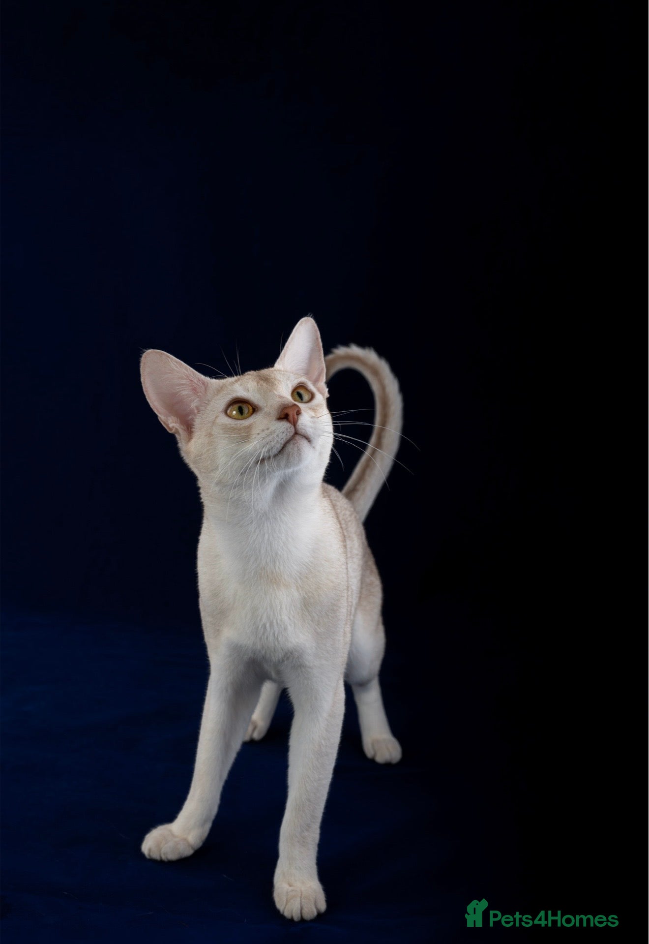 Abyssinian cats 🏆🏵️🏵️🏵️🥇Exceptional Abyssinian Stud - Advert 1