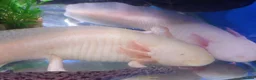 Other/Mixed Breed fish for sale: Full Aquatic Stocklist Manchester Pet's & Aquatics - Advert 6