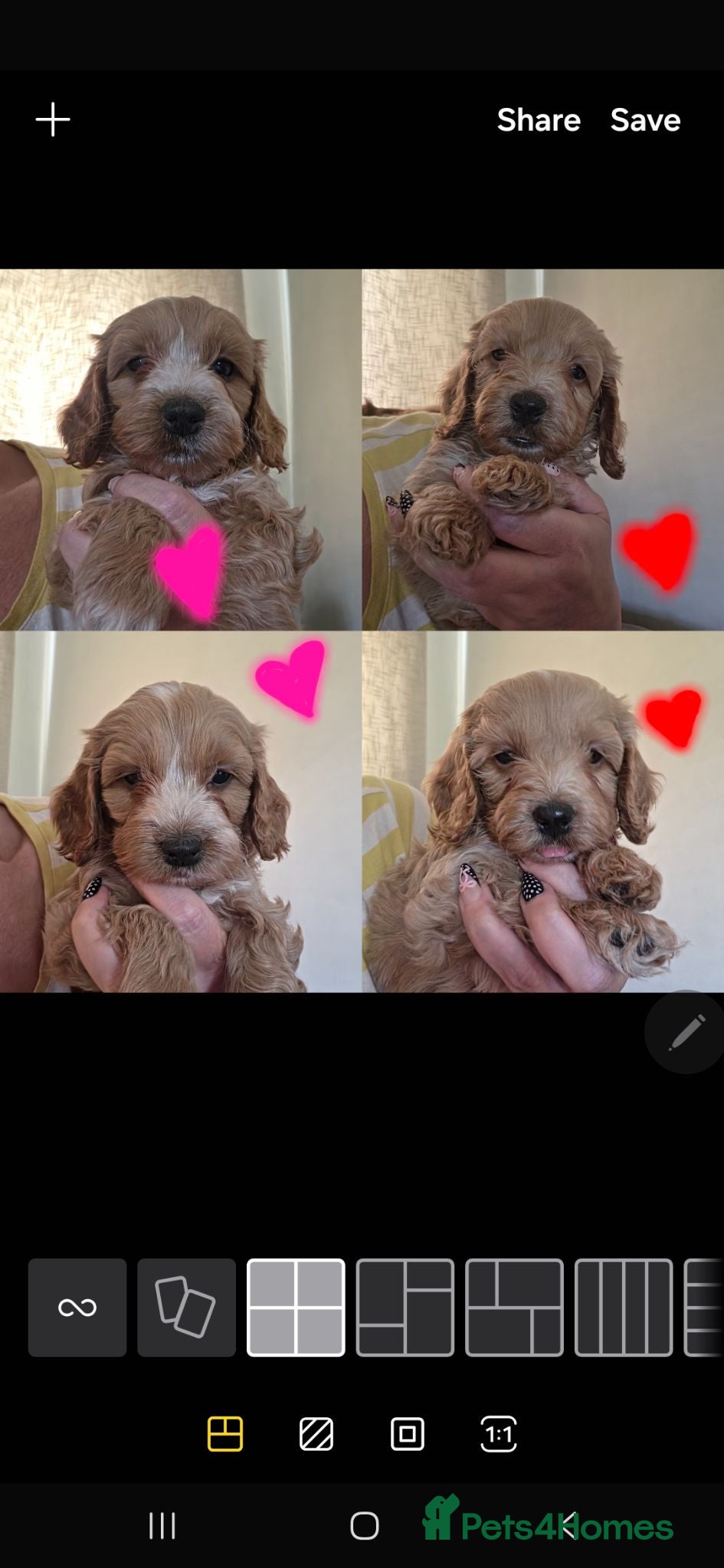 Cockapoo dogs Gorgeous F1 Cockapoo puppies  - Advert 9