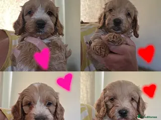 Cockapoo dogs Gorgeous F1 Cockapoo puppies - Advert 9