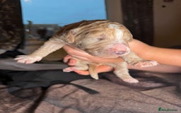 Goldendoodle dogs for sale: Beautiful Rainbow Litter of Goldendoodles - Advert 3