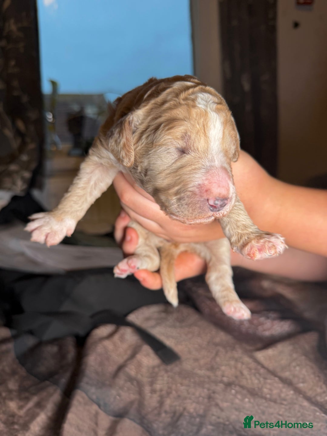 Goldendoodle dogs for sale: Beautiful Rainbow Litter of Goldendoodles - Advert 3