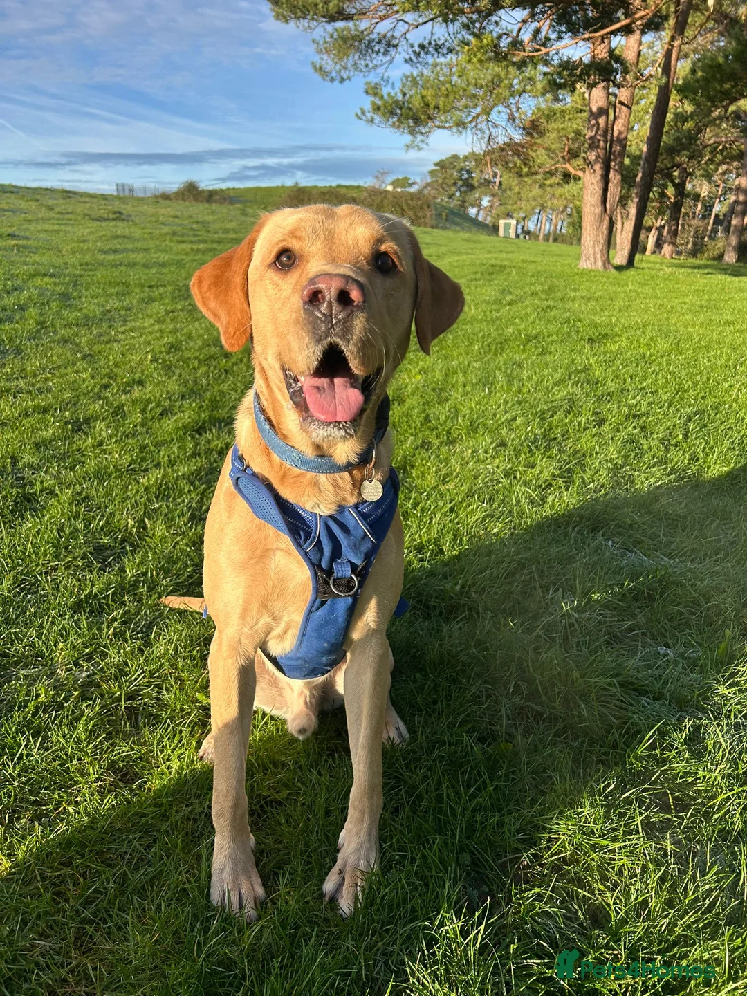 Labrador Retriever dogs for stud: Gorgeous KC Purebred Yellow Labrador For Stud - Advert 26