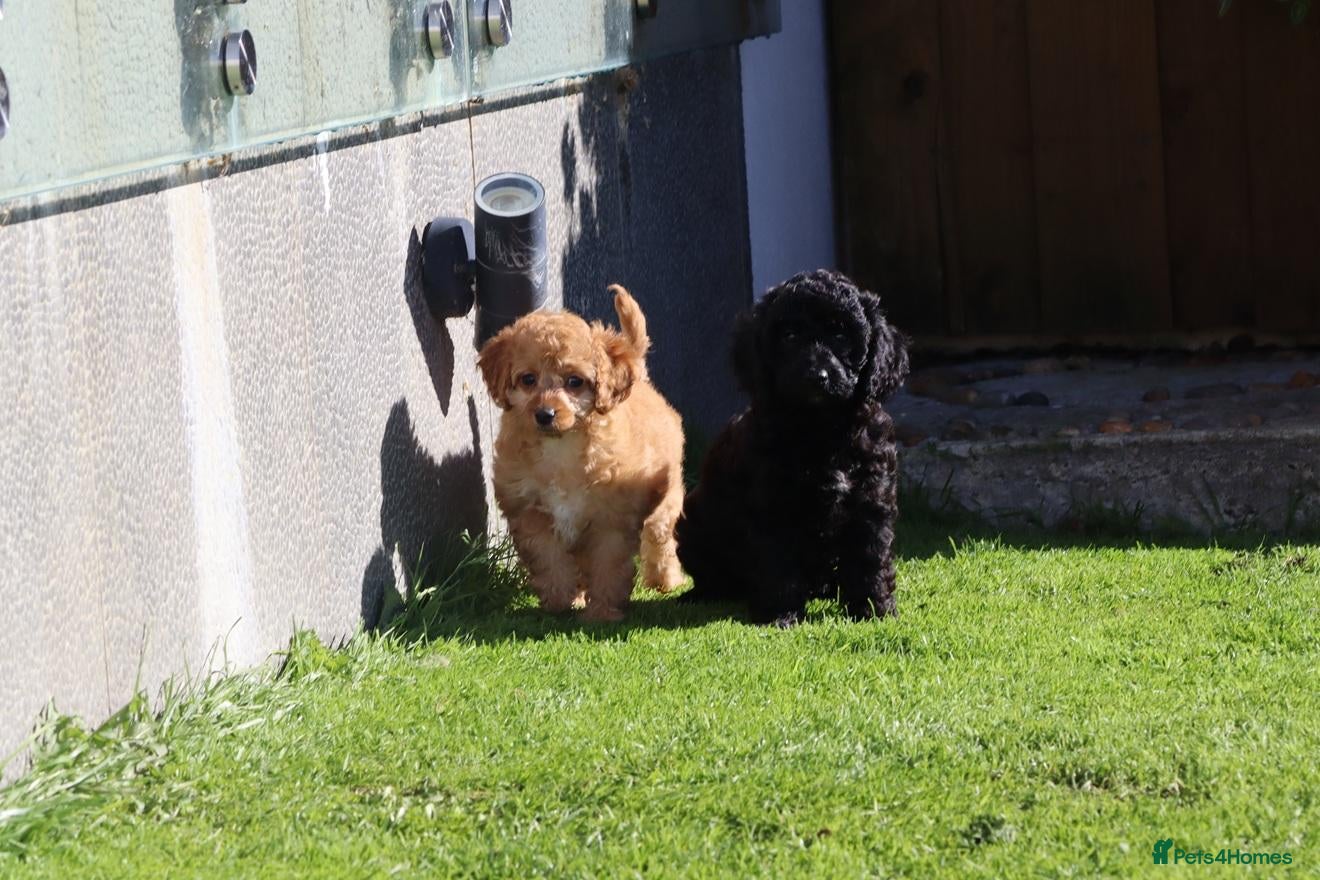 Cockapoo dogs Beautiful Cockapoo puppies for sale  - Advert 1