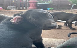 Mixed Breed dogs for sale: Cc x Boerboel mum dad Great Dane - Image 4