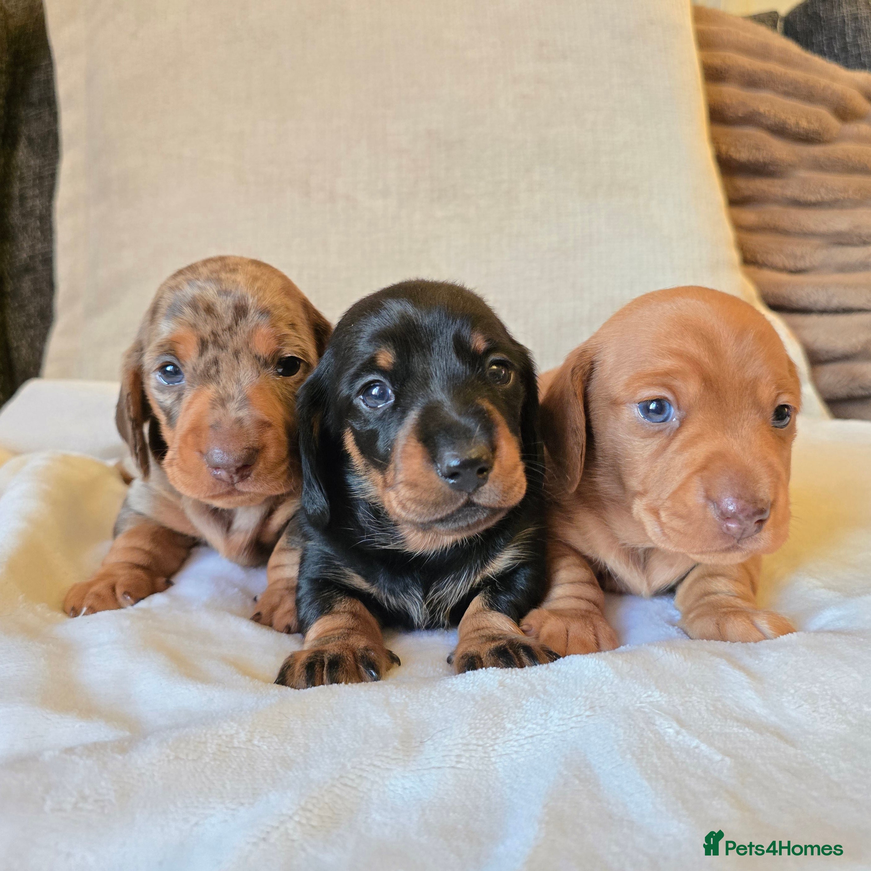 Miniature Dachshund dogs 💙Miniature Dachund boys💙READY NOW!  - Advert 1