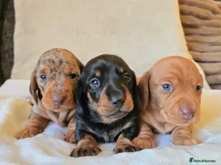 Miniature Dachshund dogs 💙Miniature Dachund boys💙READY NOW! - Advert 1