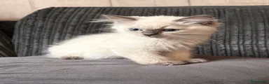 Blue point male ragdoll - orange collar 