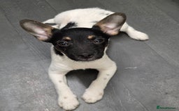 Jack Russell dogs for sale: Beautiful jack russel  - Advert 5