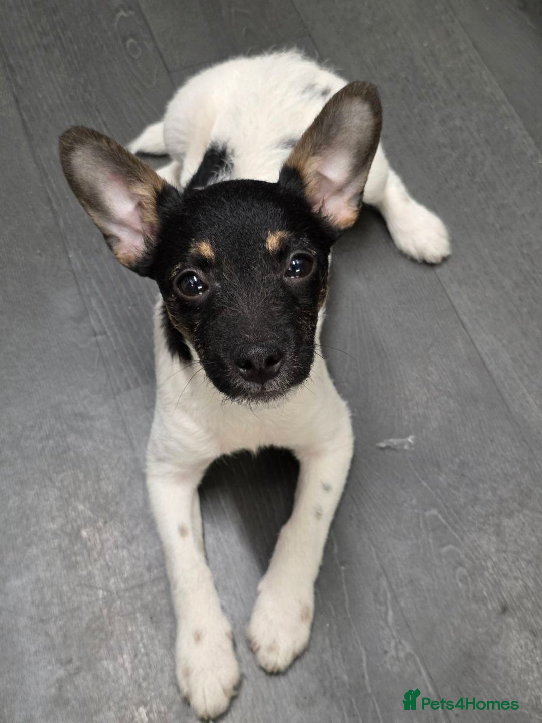 Jack Russell dogs for sale: Beautiful jack russel  - Advert 5