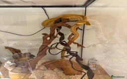 Rat Snake reptiles for sale: Yellow/ Eastern Rat Snake - Image 4