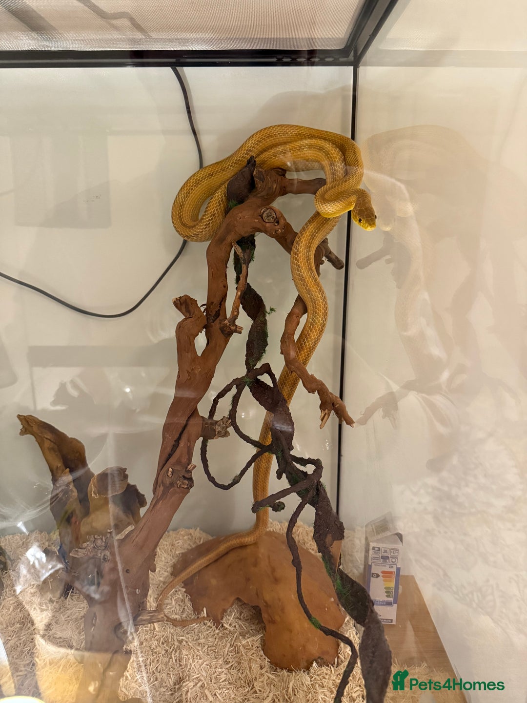 Rat Snake reptiles for sale: Yellow/ Eastern Rat Snake - Image 4