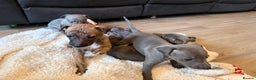 Mixed Breed dogs for sale: Italian Greyhound x Whippet - “Wiggies”  - Advert 6