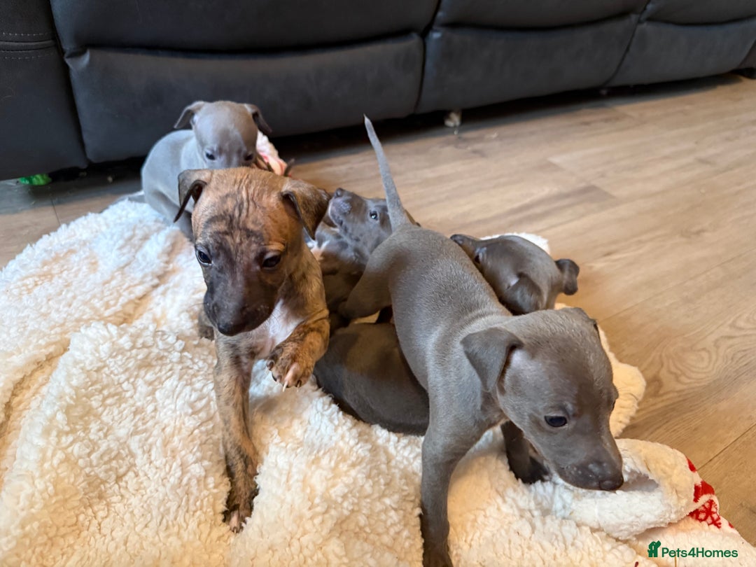 Mixed Breed dogs for sale: Italian Greyhound x Whippet - “Wiggies”  - Advert 6