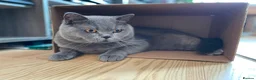 British Shorthair cats for sale: Playful British Shorthair - 2 years old in London - Advert 10
