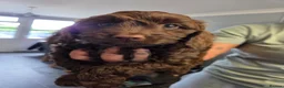 Cockapoo dogs for sale:  Absolutely stunning  F1b chocolate cockapoos  - Advert 4