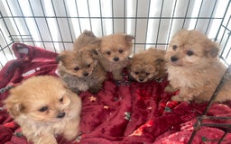 Pomapoo dogs for sale: Pomapoo puppies  - Advert 6