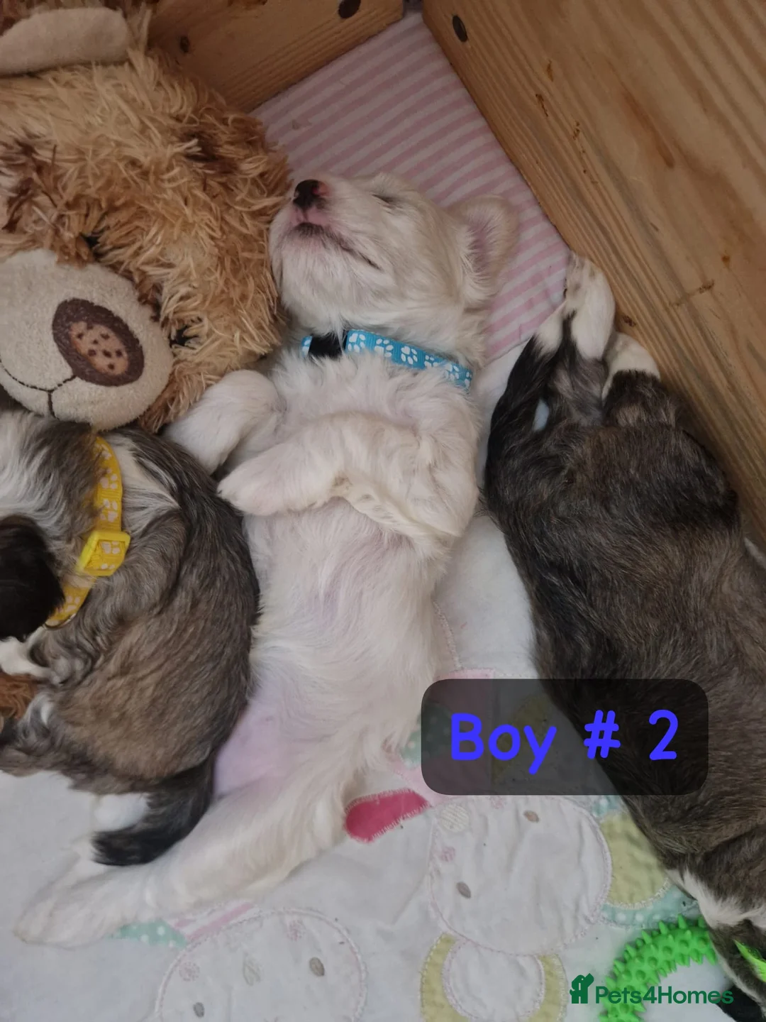 Bichon Frise dogs for sale: 3 bichions for sale - Advert 10