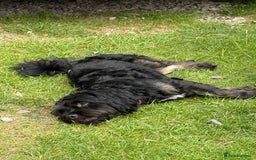 Shihpoo dogs for sale: Teddy the Shihpoo - Advert 3