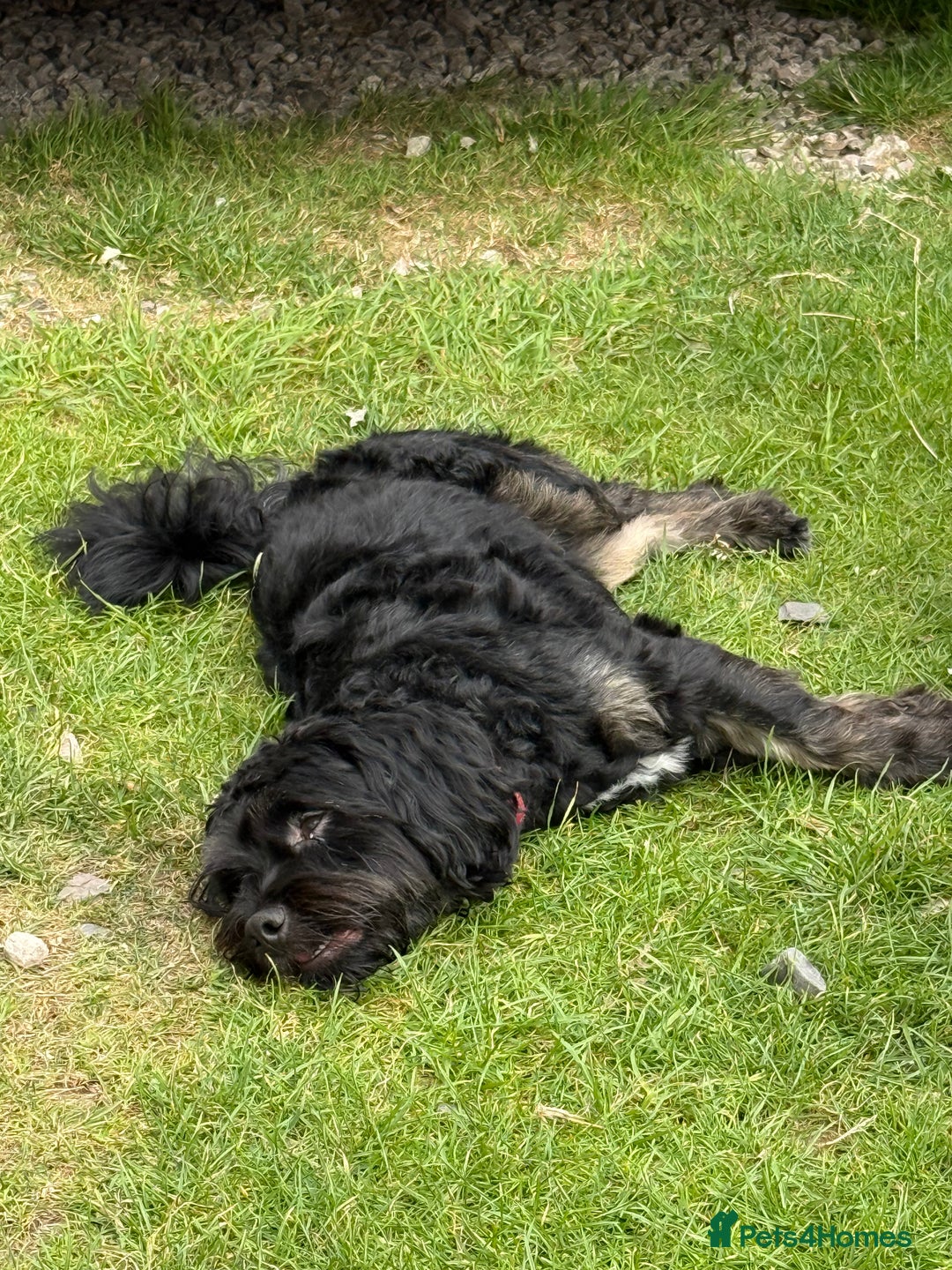 Shihpoo dogs for sale: Teddy the Shihpoo - Advert 3