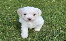Jackapoo dogs for sale: Gorgeous F1b Jackapoos Worcester - family home - Image 4
