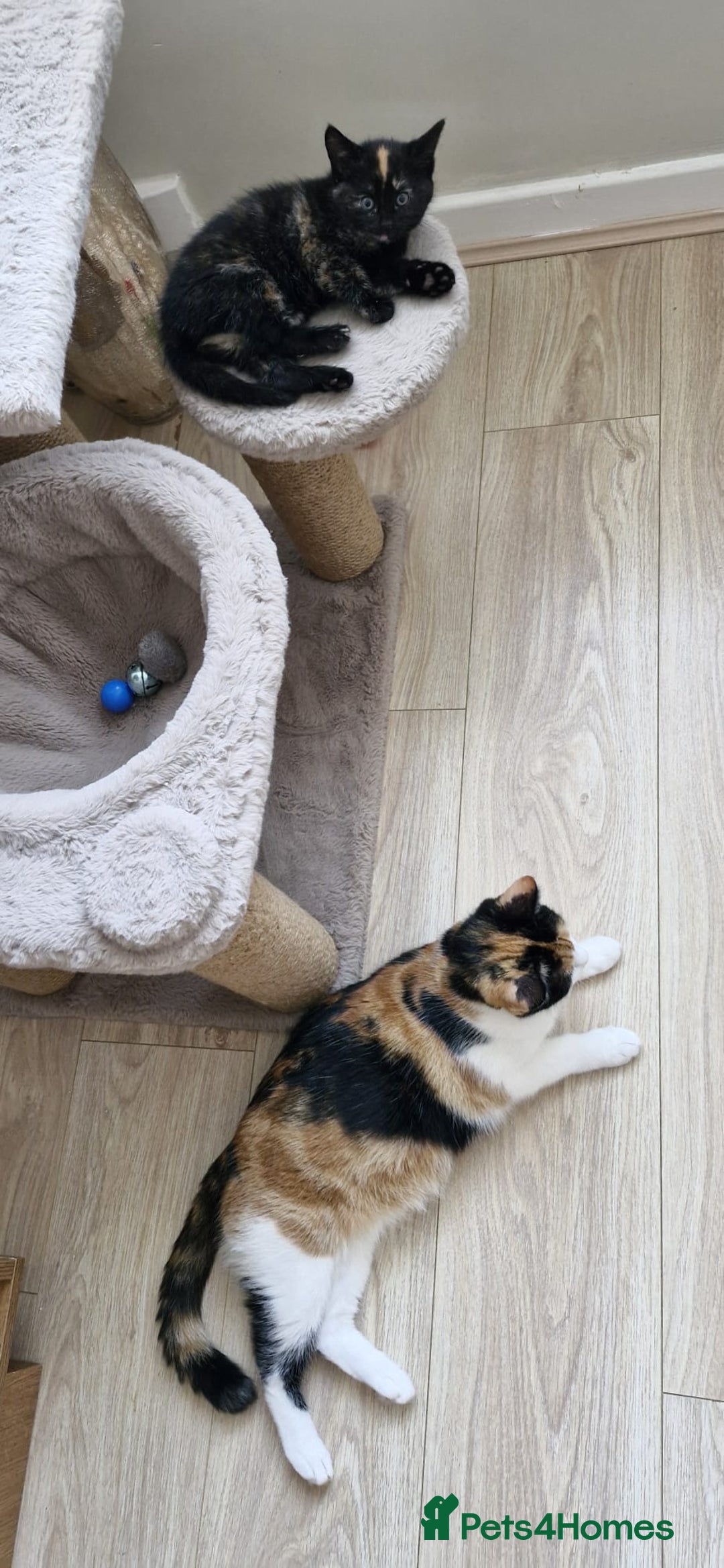 Mixed Breed cats for sale: Adorable kittens  - Image 15