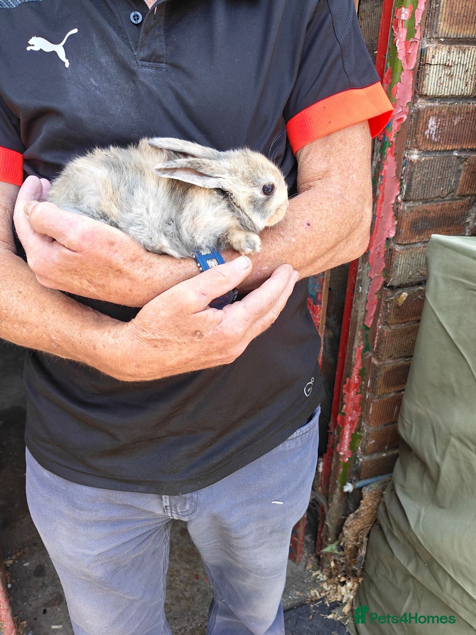 Mixed Breed rabbits Baby rabbits  - Advert 14