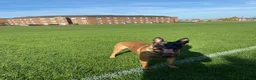 Belgian Shepherd Dog dogs for sale: Belgian Malinois pups  - Advert 12