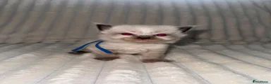 Ragdoll 4