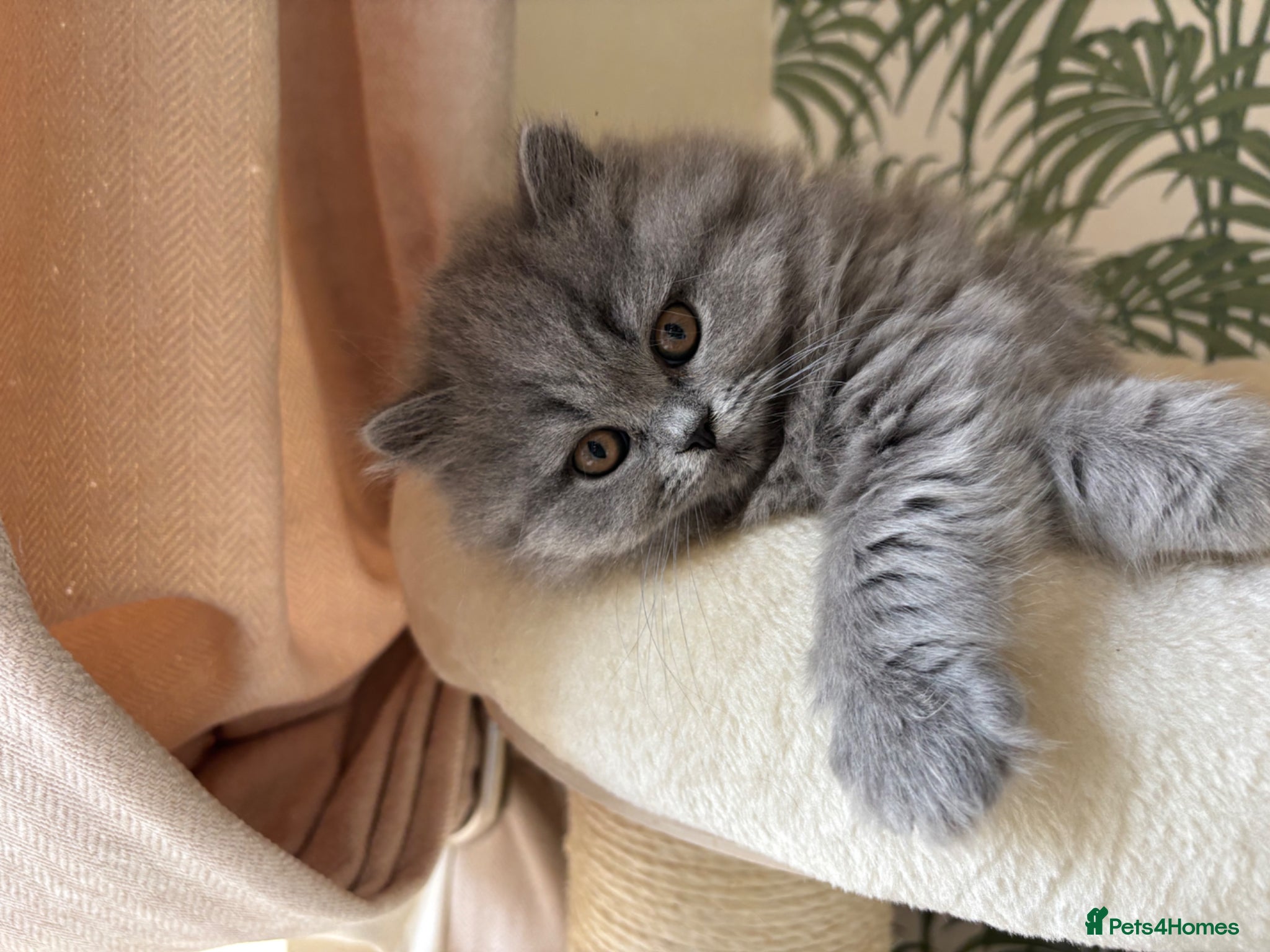British Longhair cats Adorable GCCF registered British Longhair kittens - Advert 1
