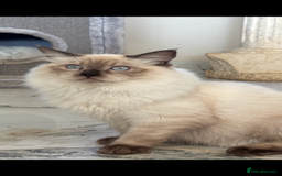 Ragdoll cats for sale: TICA DNA tested 5 Gen Pedigree  - Image 12