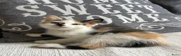 Mixed Breed cats for sale: Beautiful Kittens - Advert 14
