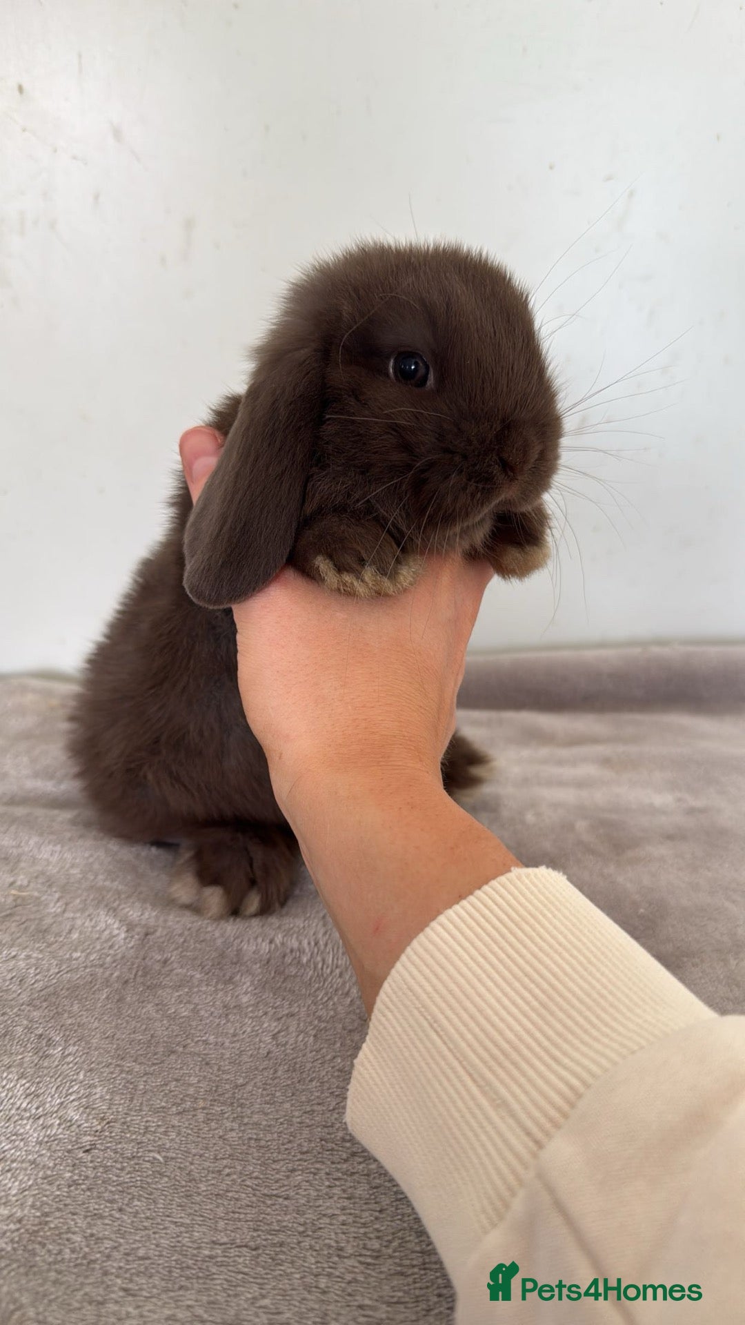 Mini Lop rabbits Pure mini lop rabbits ready to leave  - Advert 15