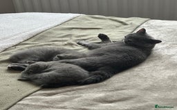 British Shorthair cats for sale: CHAMPION BSH PEDIGREE GCCF REGISTERED  - Image 9