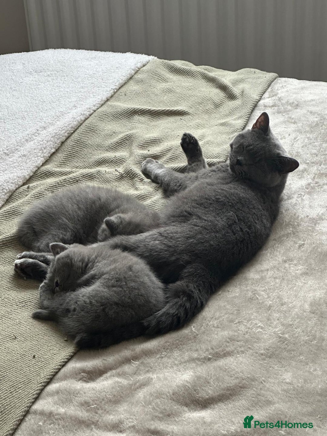 British Shorthair cats for sale: CHAMPION BSH PEDIGREE GCCF REGISTERED  - Image 9