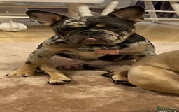French Bulldog dogs for sale: 2 x French bulldogs  - Image 3
