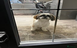 Shih Tzu dogs for sale: 2 female pedigree shih tzu (rehome) - Image 2