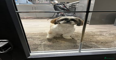 Shih Tzu dogs - Advert 3