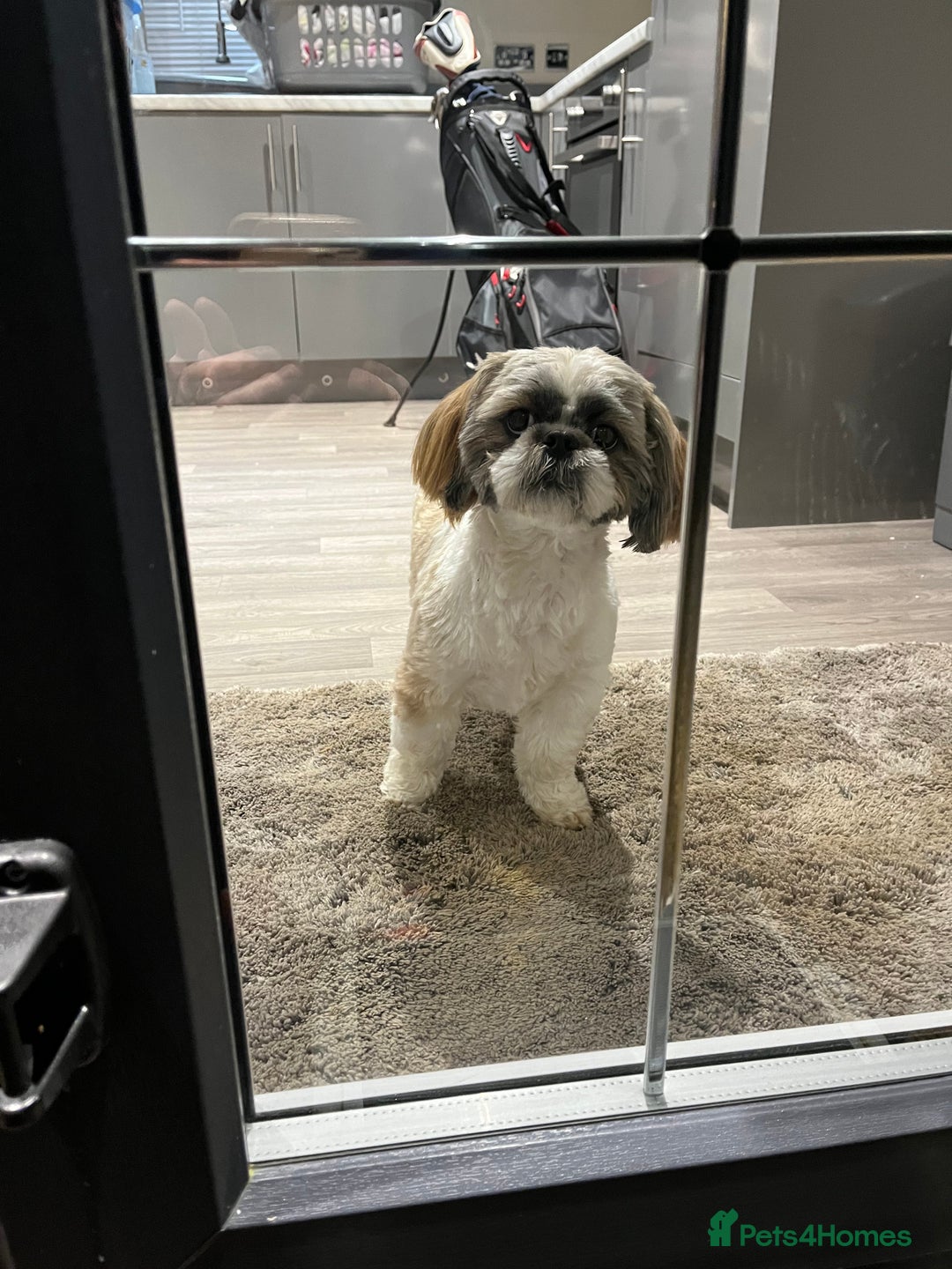 Shih Tzu dogs for sale: 2 female pedigree shih tzu (rehome) - Image 2