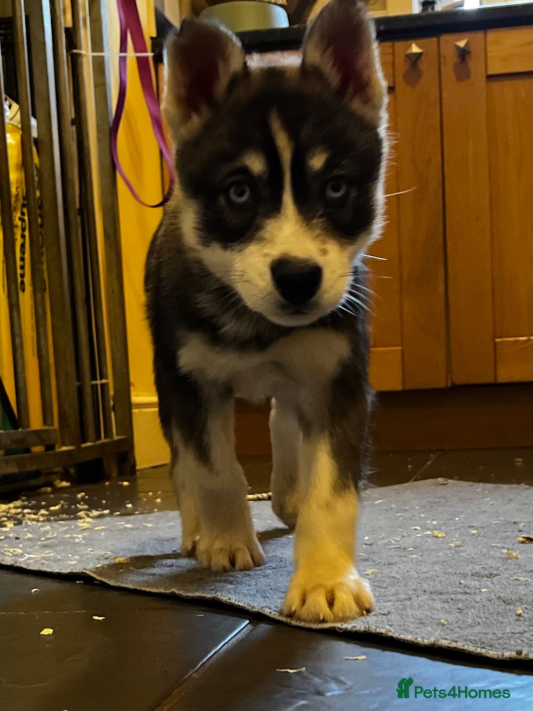 Siberian Husky dogs for sale: Stunning Husky Puppies - Advert 12