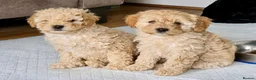 Cavapoo dogs for sale: Last Girl ❤️🐾 Ready to leave! - Advert 11