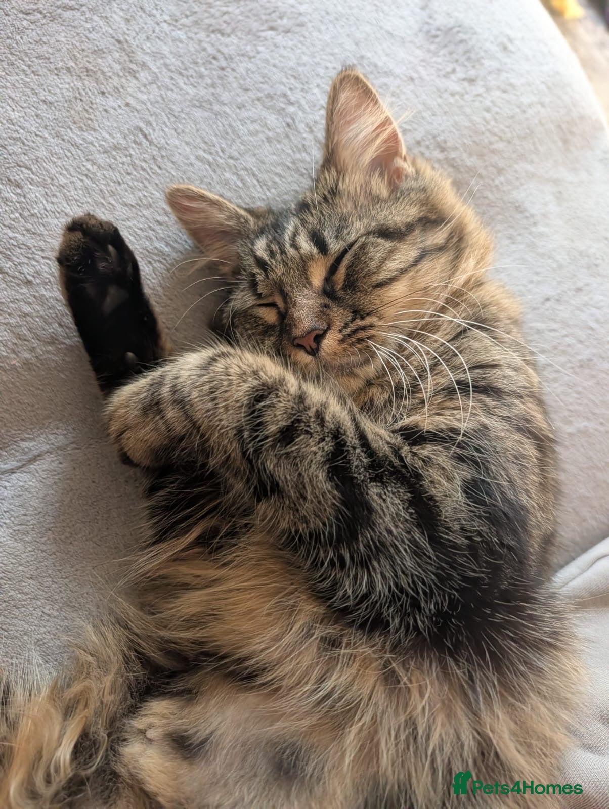 Mixed Breed cats Two female cats needing to be, very sadly, rehomed - Advert 1