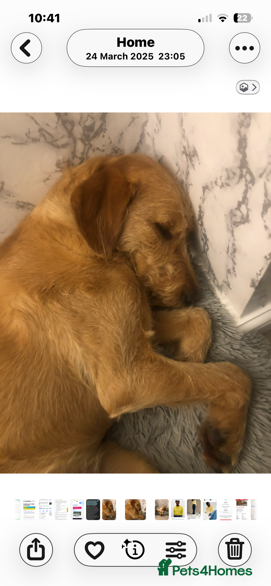 Labradoodle dogs for sale: Bailey - Advert 1