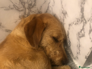 Labradoodle dogs Bailey - Advert 5